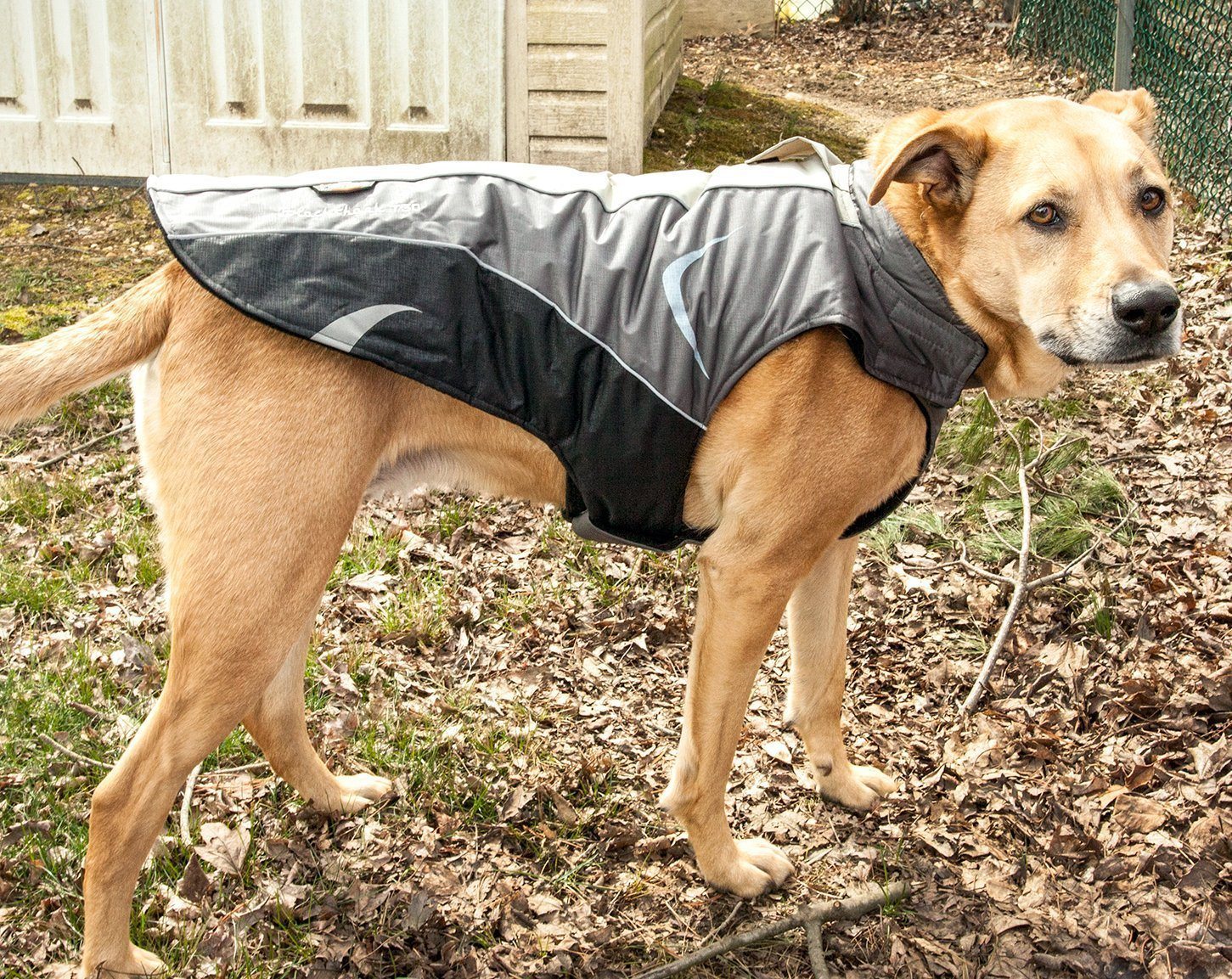 Dog Helios ® Altitude-Mountaineer Wrap-Hook-and-Loop Waterproof Dog Coat - BIG FRENCHIES