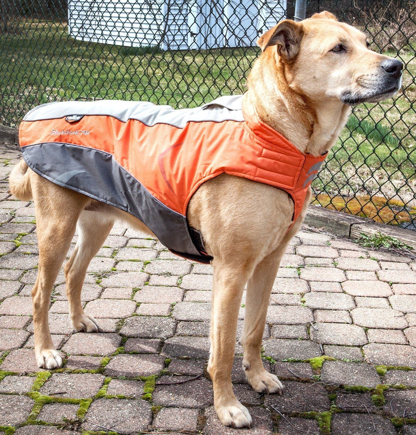 Dog Helios ® Altitude-Mountaineer Wrap-Hook-and-Loop Waterproof Dog Coat - BIG FRENCHIES