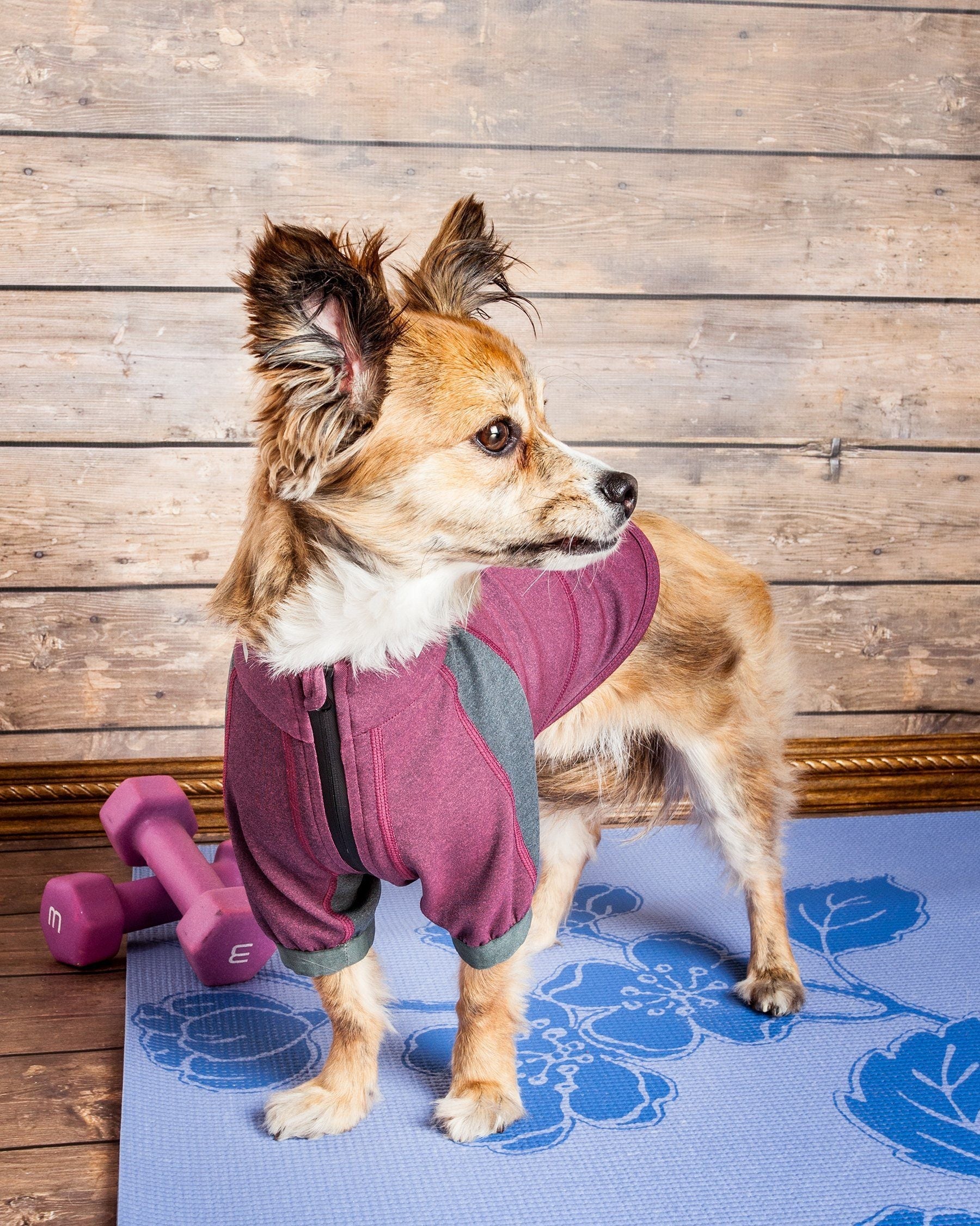 Dog Helios ® 'Eboneflow' Mediumweight 4-Way-Stretch Flexible And Breathable Performance Dog Yoga T-Shirt - BIG FRENCHIES