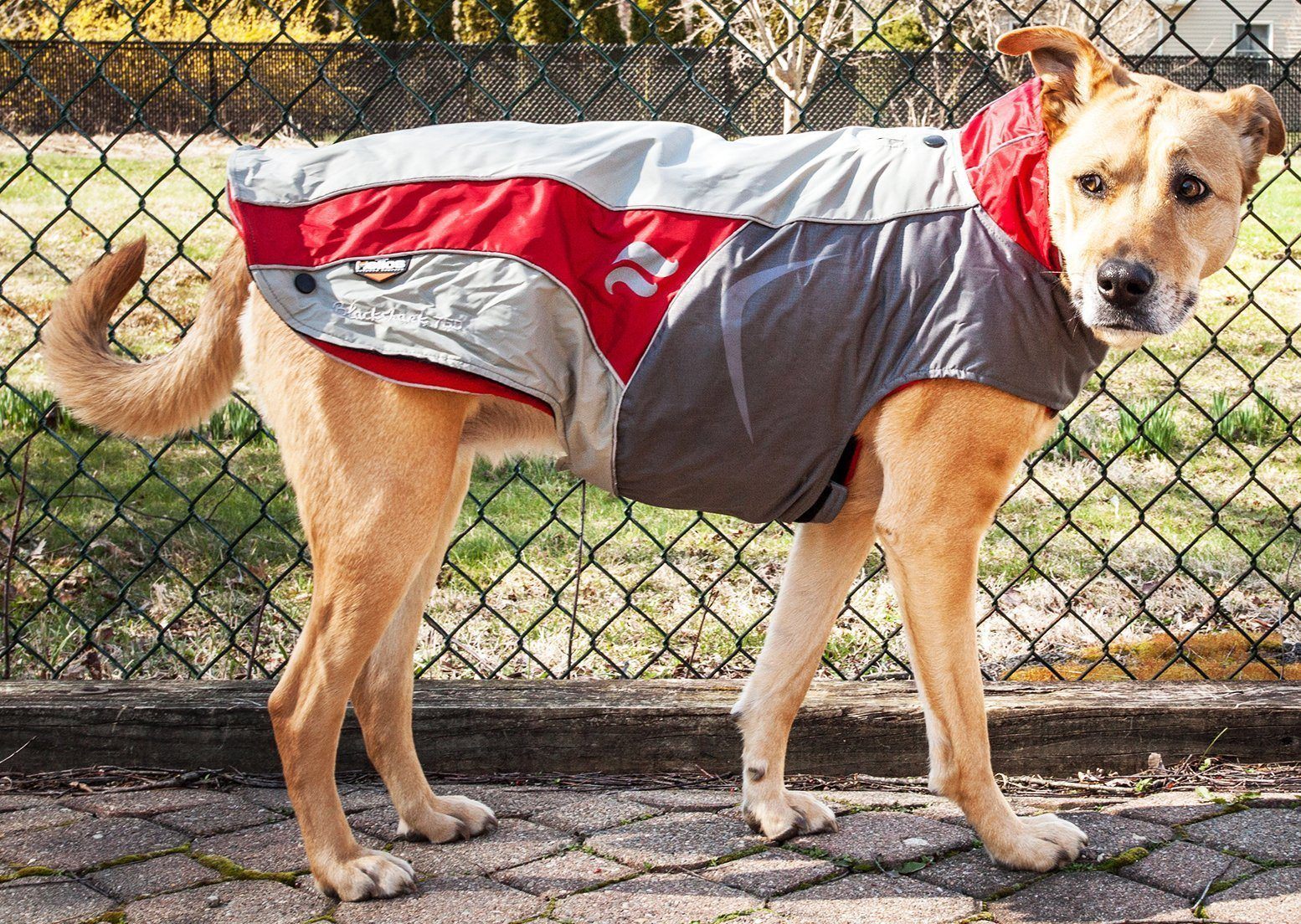 Dog Helios ® Lotus-Rusher 2-in-1 Dual-Removable Layered Performance Dog Jacket - BIG FRENCHIES