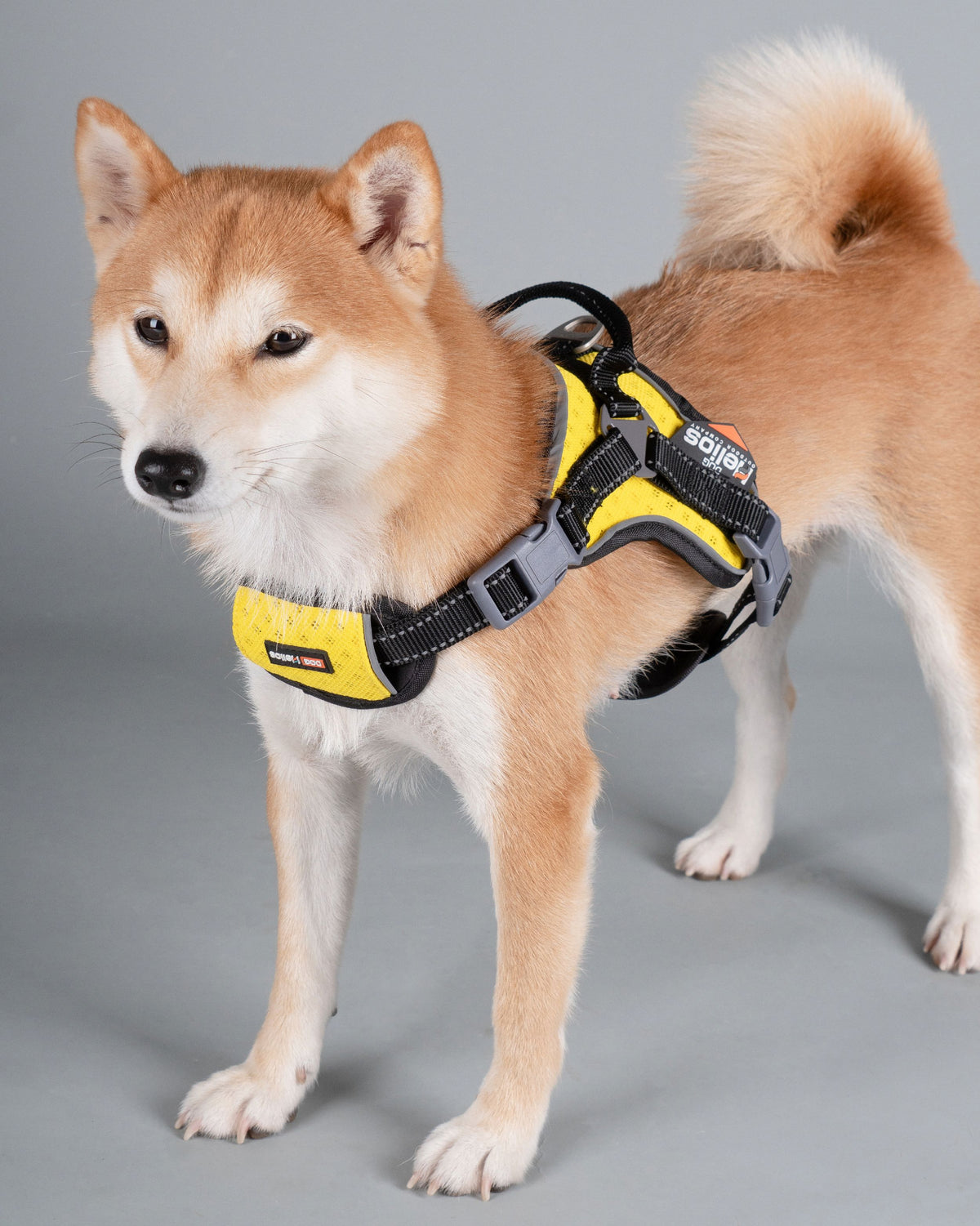 Dog Helios ® 'Scorpion' Sporty High-Performance Free-Range Dog Harness - BIG FRENCHIES