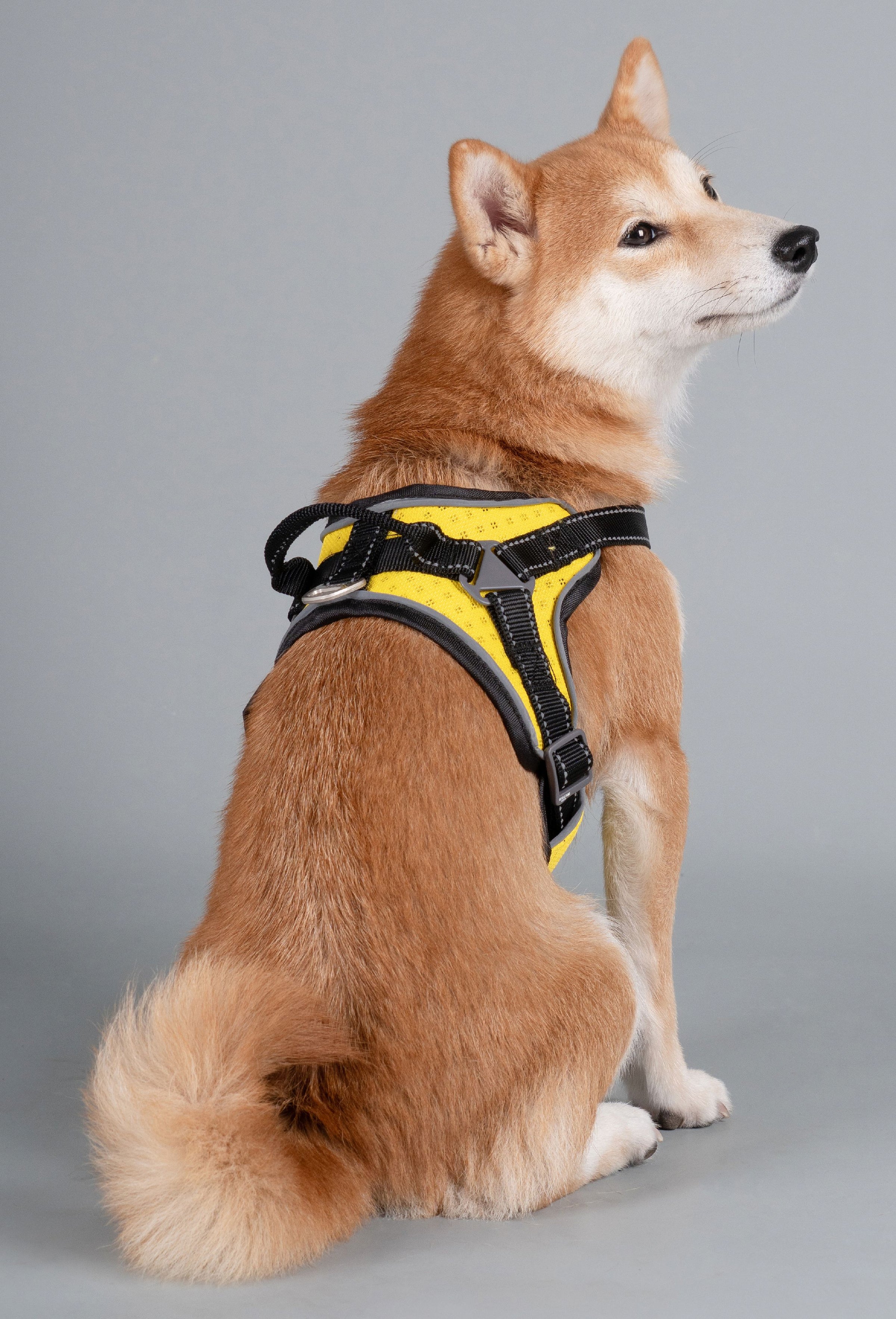 Dog Helios ® 'Scorpion' Sporty High-Performance Free-Range Dog Harness - BIG FRENCHIES