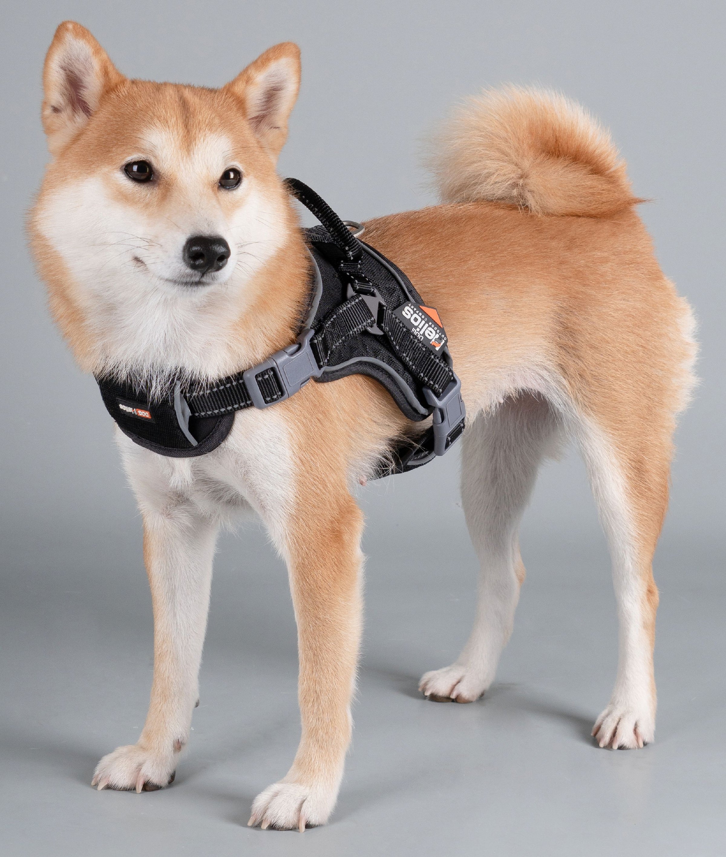 Dog Helios ® 'Scorpion' Sporty High-Performance Free-Range Dog Harness - BIG FRENCHIES