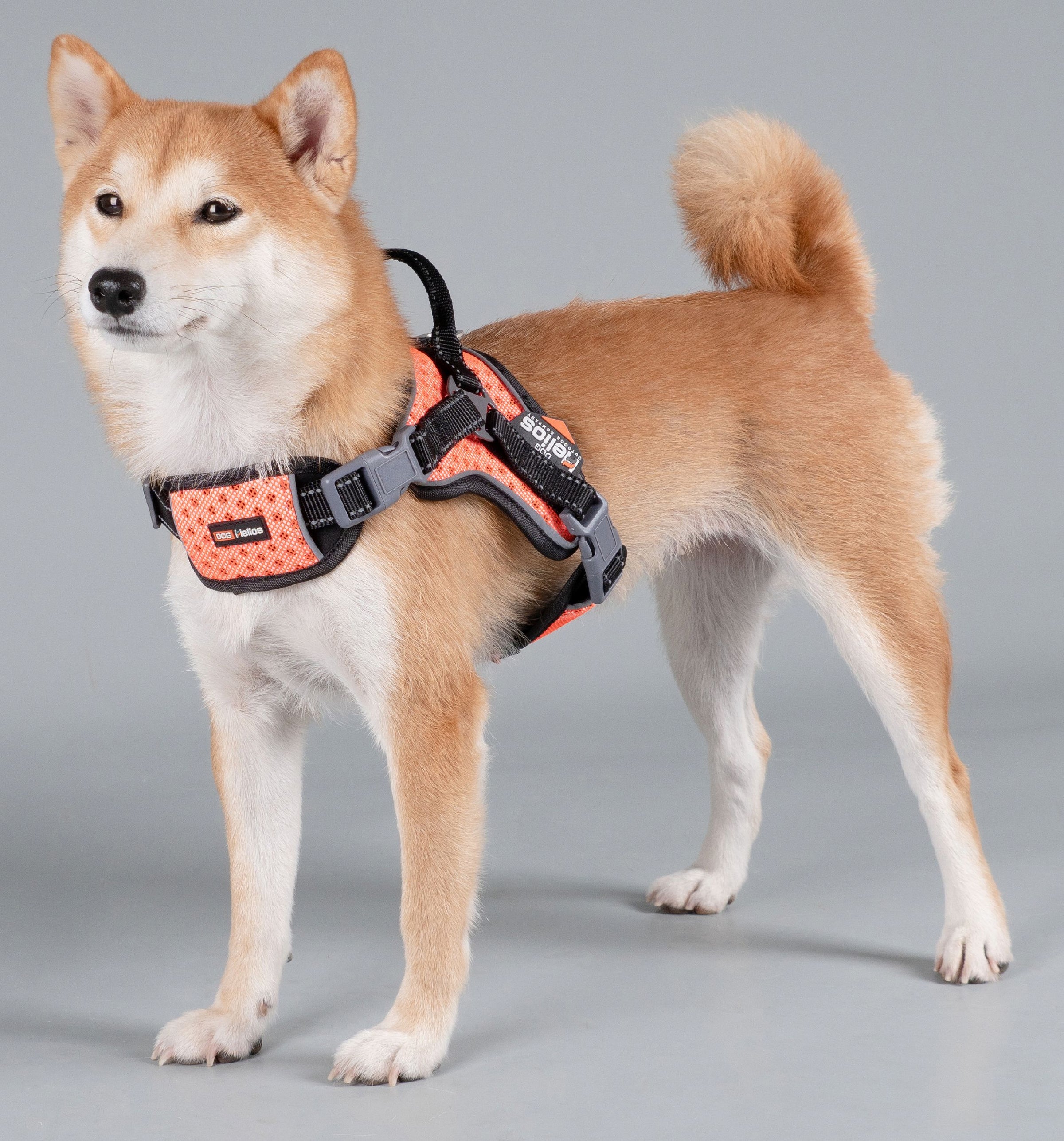 Dog Helios ® 'Scorpion' Sporty High-Performance Free-Range Dog Harness - BIG FRENCHIES