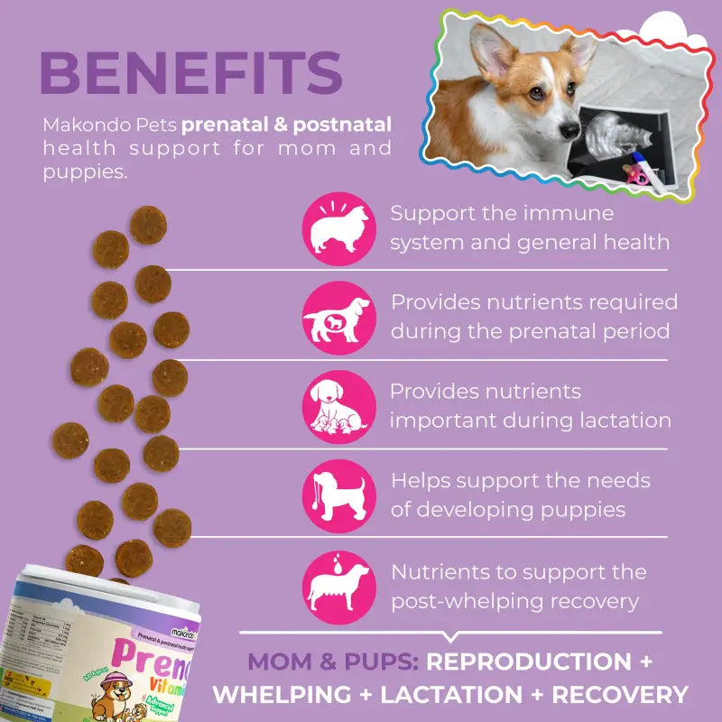Dog Prenatal Vitamins - 120 Soft Chews - BIG FRENCHIES