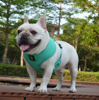 EcoBark Mint Turquoise Dog Harness - Over-the-Head Soft Mesh Vest Halter for Small to Medium Dogs - BIG FRENCHIES