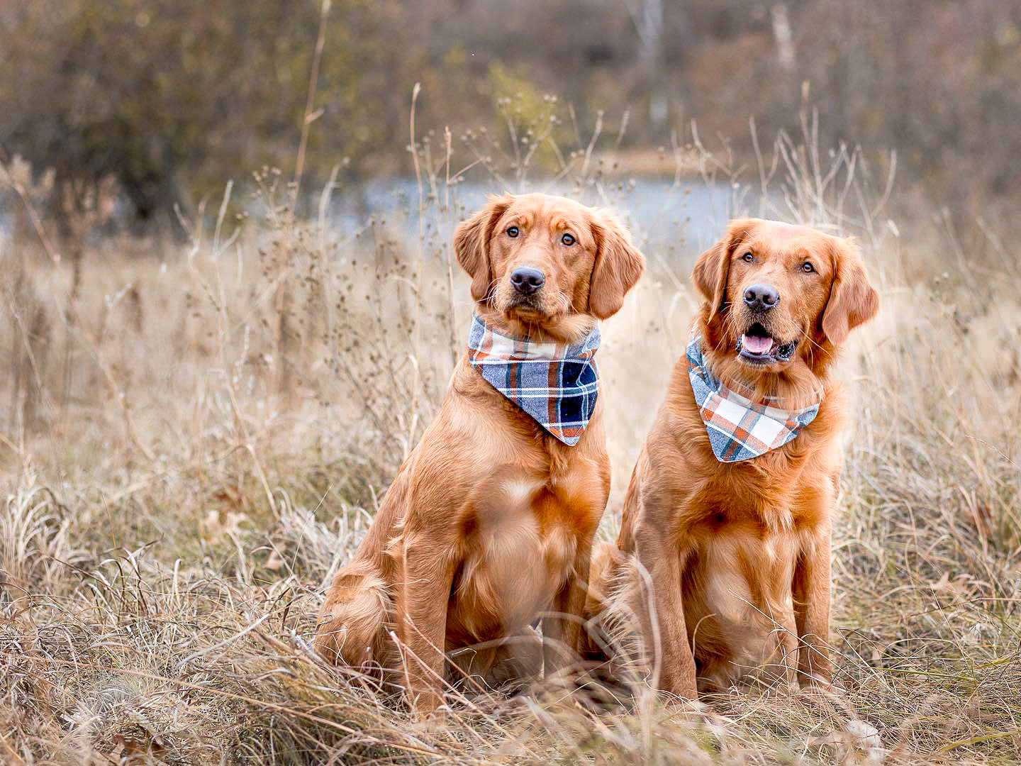"Big Valentine Hearts" Dog Bandana