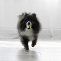 ® Squeakair® Balls Dog Toy, XS, 3-Pack