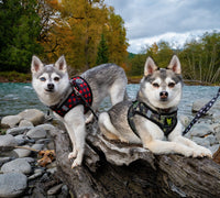 EcoBark Camo Step In Dog Harness - Reflective Soft Mesh Harness for Teacup, Small Dogs and Puppies - BIG FRENCHIES