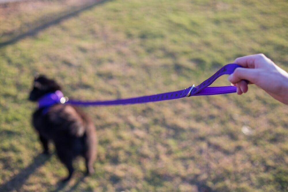 EcoBark Purple Dog Leash- Padded Comfort Grip Leash Dog Pattern - 4ft, 5ft, and 6ft for XS, Small, and Medium Dogs - BIG FRENCHIES