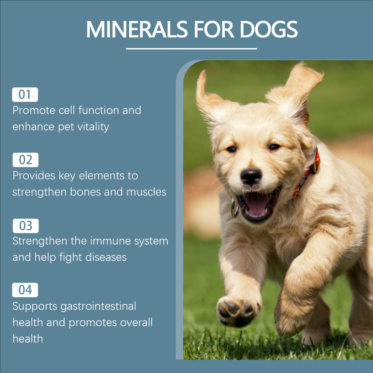 Dog Mineral Supplement Tablets, 80 Chewable Minerals Tablets For Pica, Appetite & Bone Health Support, Non-GMO Human Gra