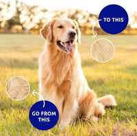 Black pet hair removal dog brush for hair removal - indoor cats use cat brush, long and short haired dogs use double-sid