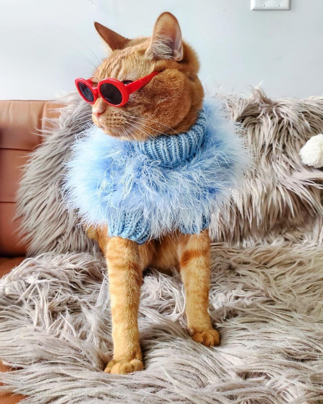 Haute Couture Feathered Luxury Pet Sweater - BIG FRENCHIES