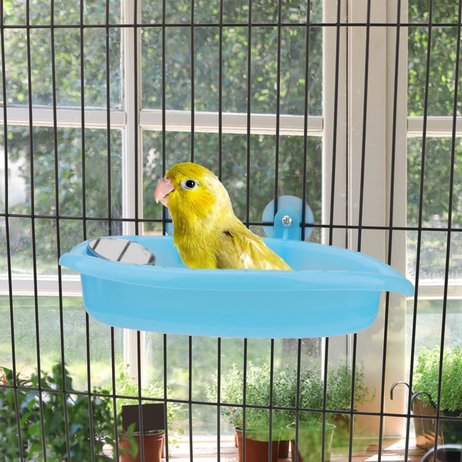 Bird Bath with Mirror Portable - BIG FRENCHIES