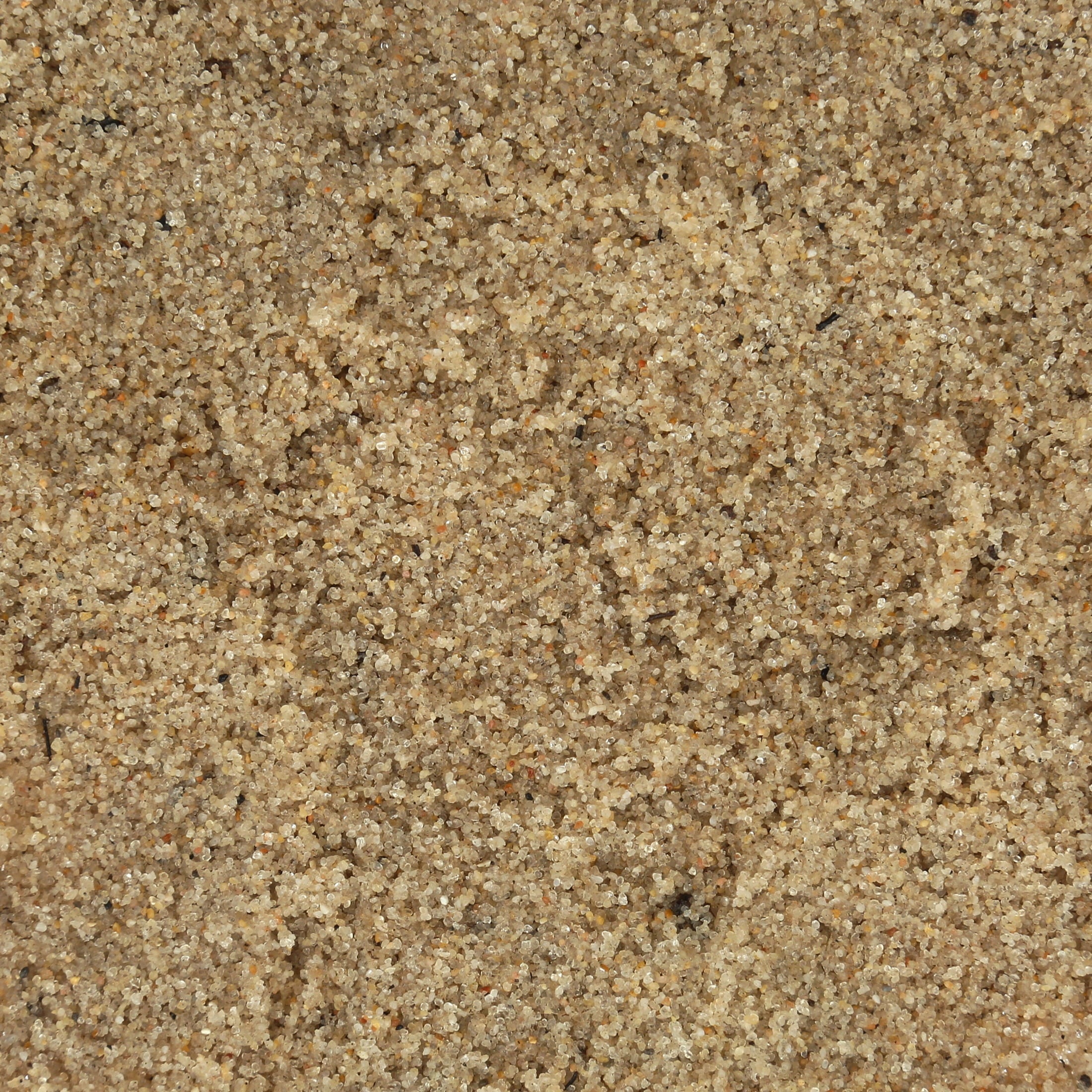 All- Natural Beach Sand Substrate for Hermit Crabs - BIG FRENCHIES