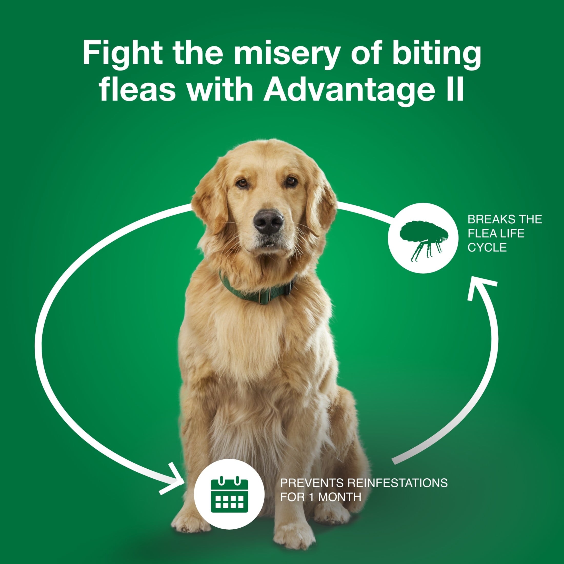 Vet-Recommended Flea Prevention for Medium Dogs 11-20 Lbs, 6-Monthly Treatments - BIG FRENCHIES