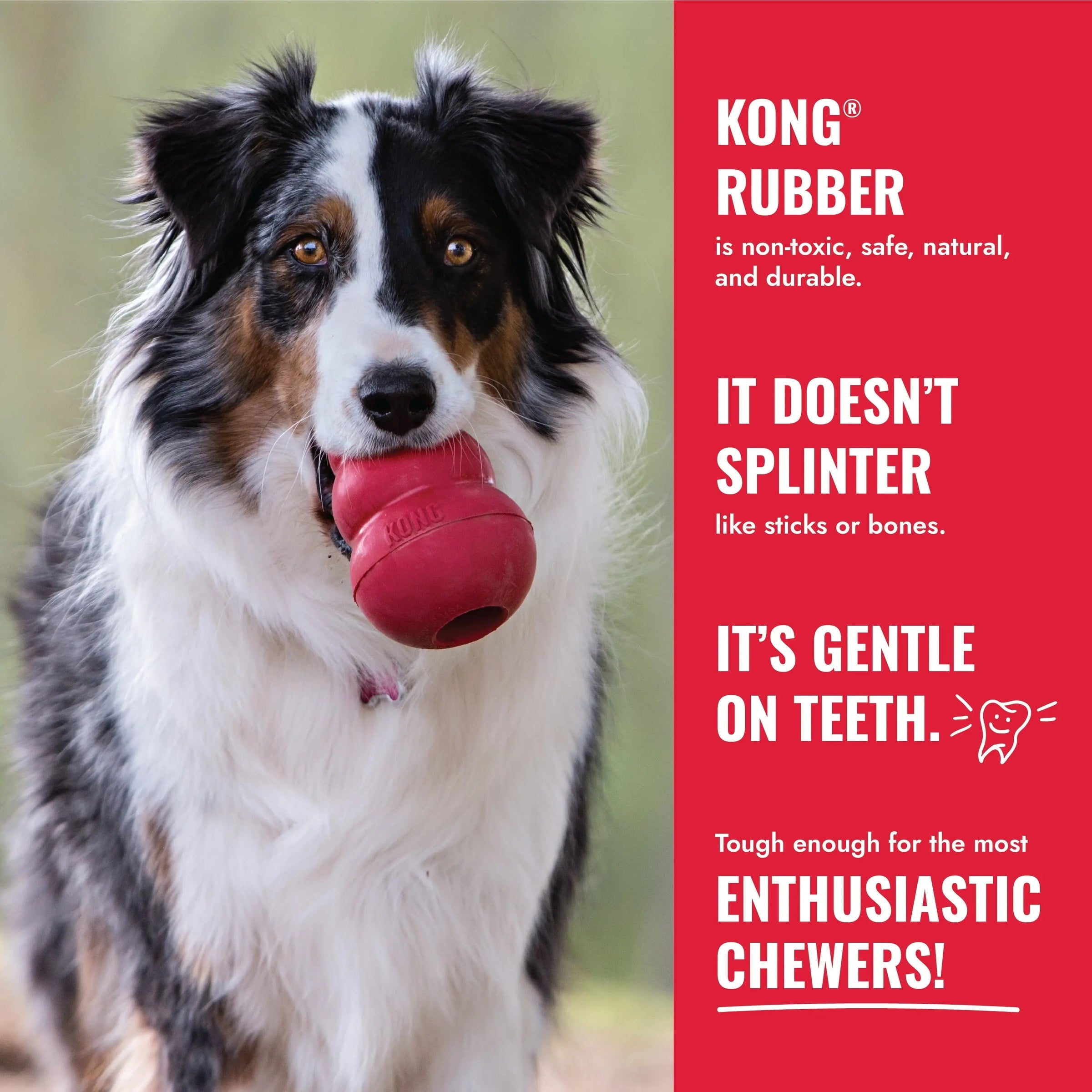 ® Ring Dog Toy, Medium/Large