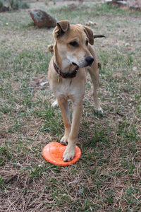 Bottle Top Flyer Rubber Frisbee for Dogs | Orange | Vet Approved | USA Made - BIG FRENCHIES