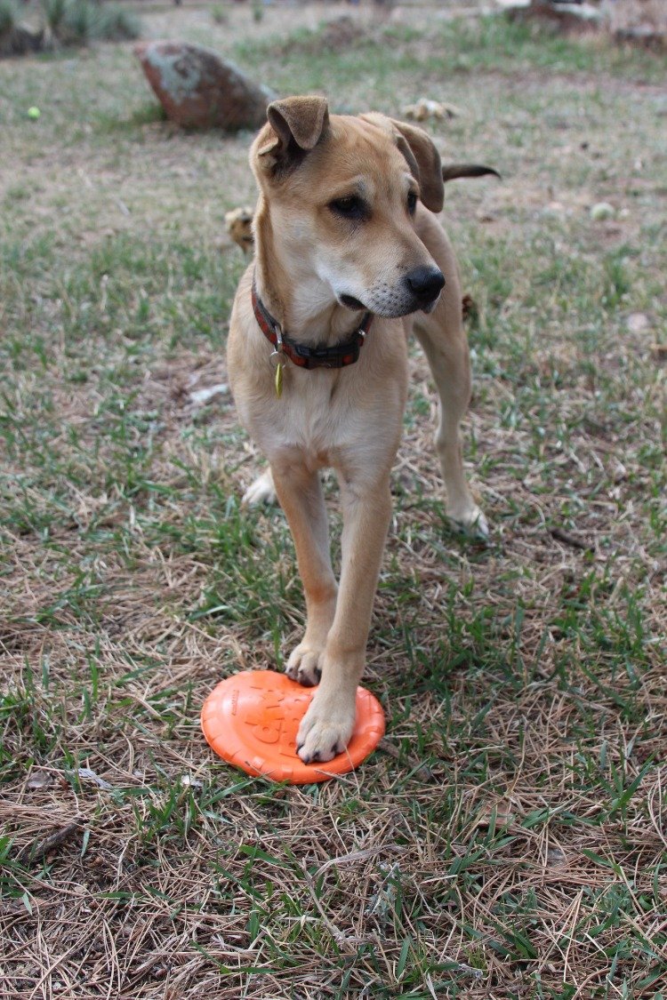 Bottle Top Flyer Rubber Frisbee for Dogs | Orange | Vet Approved | USA Made - BIG FRENCHIES