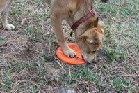 Bottle Top Flyer Rubber Frisbee for Dogs | Orange | Vet Approved | USA Made - BIG FRENCHIES