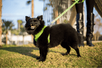 EcoBark Lime Green Dog Leash- Padded Comfort Grip Leash - 4ft, 5ft, and 6ft Dog Leash for Small and Medium Dogs - BIG FRENCHIES