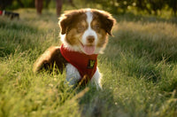 EcoBark Chery Red Dog Harness - Over-the-Head Soft Mesh Dog Vest Halter for Small to Medium Dogs and Puppies - BIG FRENCHIES