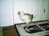 Hen Holster Bird Diaper/Harness (chicken diaper, duck diaper, pigeon diaper with Removable Vinyl Liner)