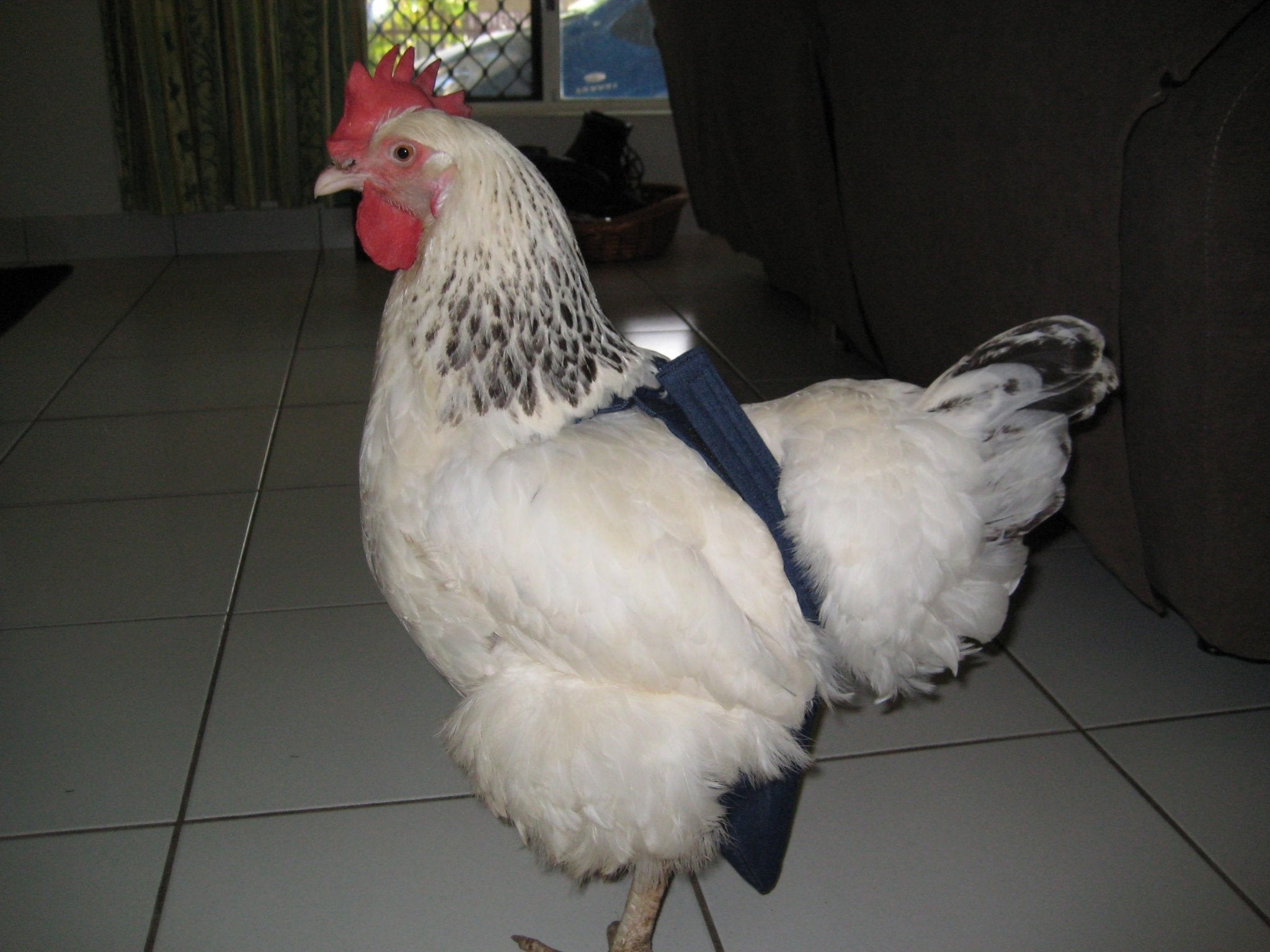 Hen Holster Bird Diaper/Harness (chicken diaper, duck diaper, pigeon diaper with Removable Vinyl Liner)