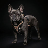 The Leopard Harness Small to Medium Size
