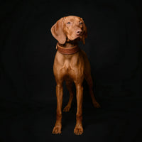 The "Ostrich" collar LIMITED
