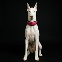 The ''Spine'' collar