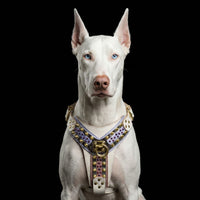 THE CANDY Harness
