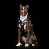 The "Eros" all Black Harness