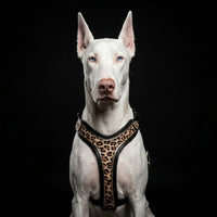 The Leopard Harness
