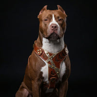The "Hermes" leather harness - Large and Giant Breeds