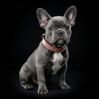 The ''Nostalgia Rose'' puppy collar