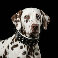 "Boston" collar