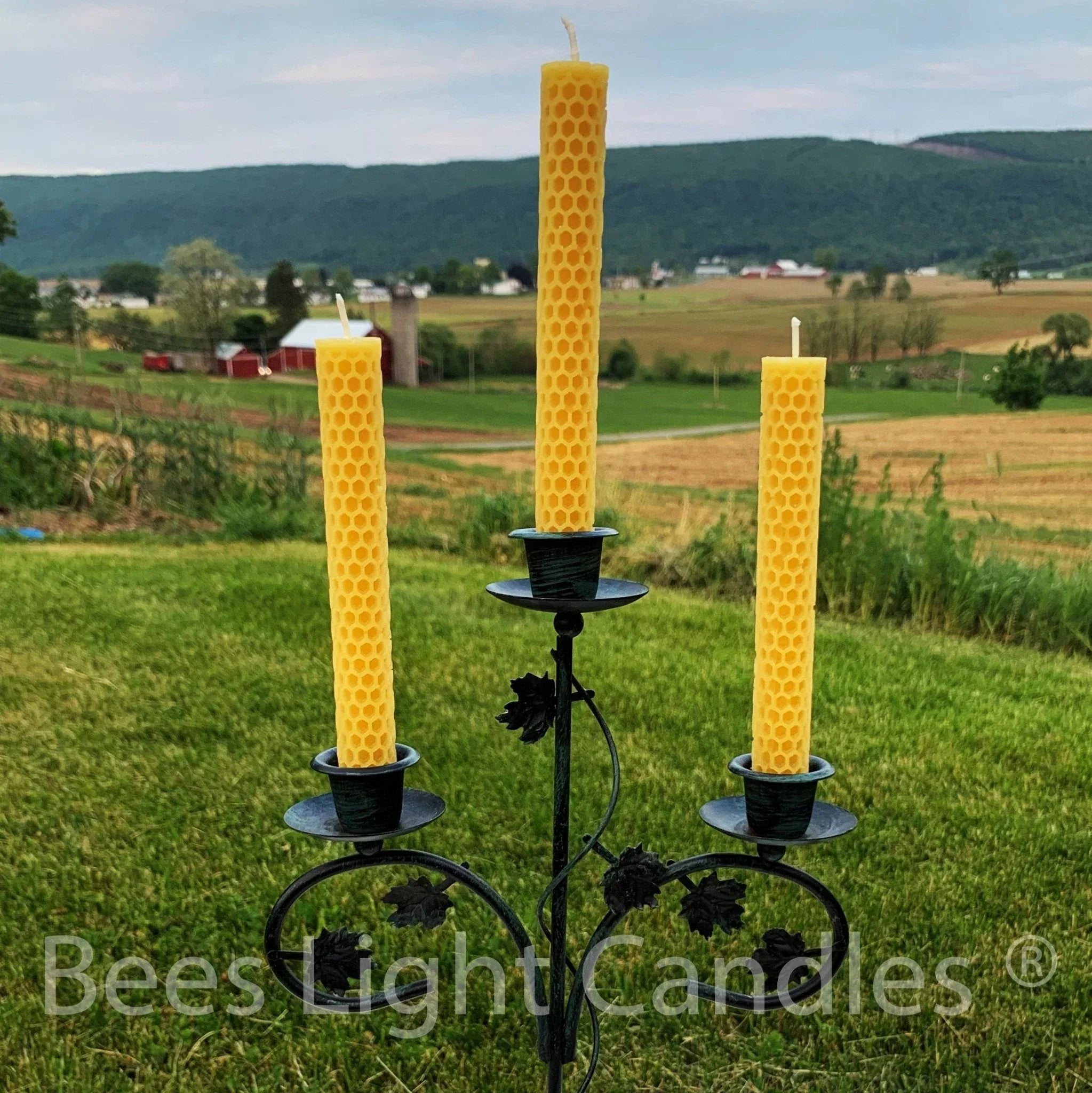 Honeycomb Beeswax Taper Candles - BIG FRENCHIES
