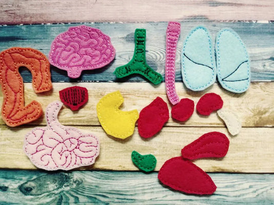 Anatomy board - felt board with 15 organ pieces - learning board - Medical Play Set - human body - busy board - quiet book page - activity - BIG FRENCHIES