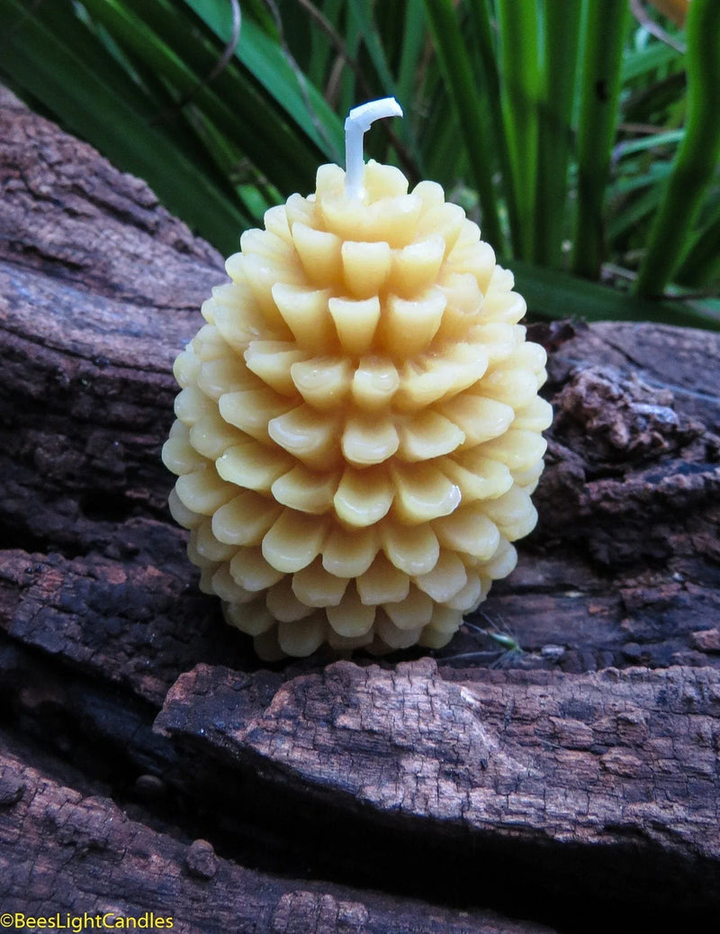 Pinecone Beeswax Candles Bulk - BIG FRENCHIES