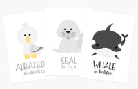 Arctic Animals Flashcards