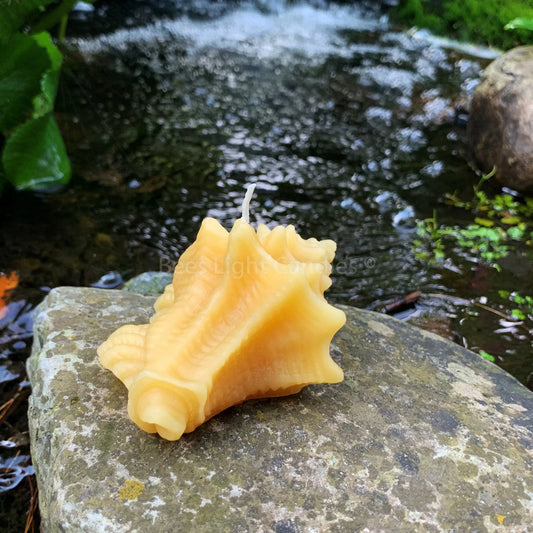 Conch Shell Beeswax Candle - BIG FRENCHIES