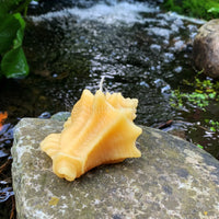 Seashell Beeswax Candle Set - BIG FRENCHIES