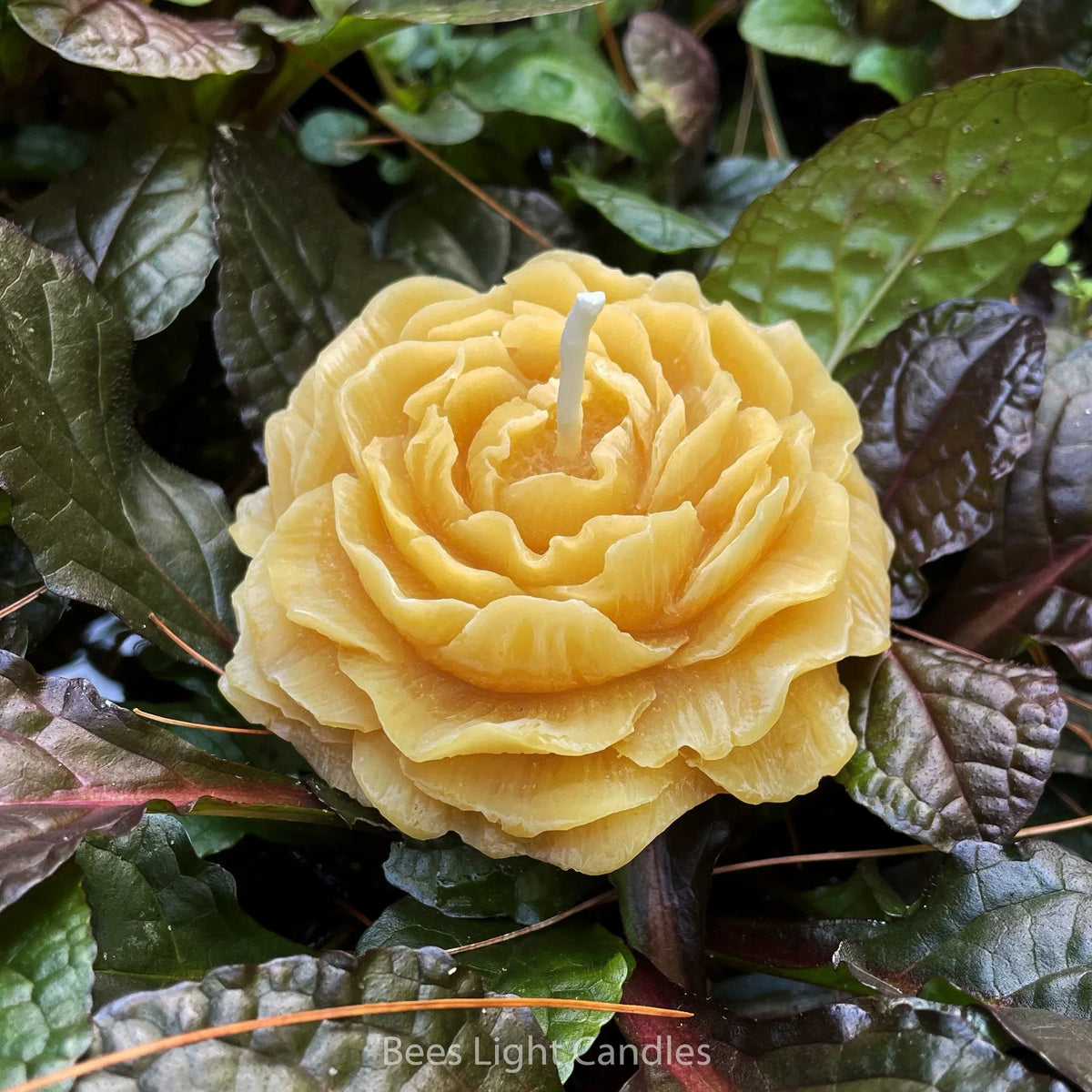 Peony Flower Beeswax Candle - BIG FRENCHIES