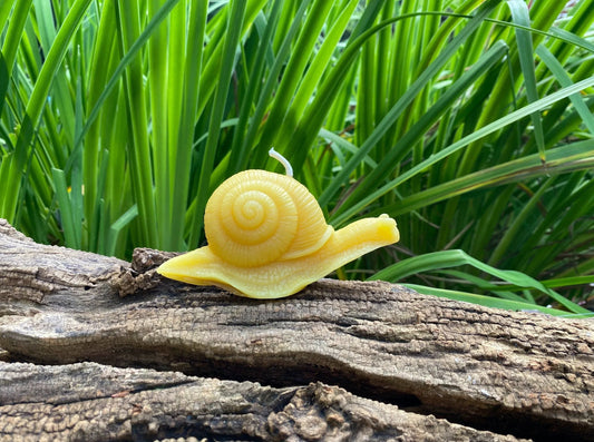 Snail Beeswax Candle - BIG FRENCHIES