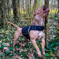 Bestia Dog Sport Weighted Harness