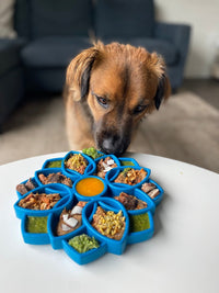 Mandala eTray Shallow Slow Feeder Dog Bowl for Enrichment | USA Made - BIG FRENCHIES