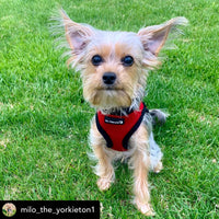 Mr. Peanut's PupTrek Soft Mesh Pet Harness with Matching Leash – Adjustable, Breathable, Choke-Free - BIG FRENCHIES
