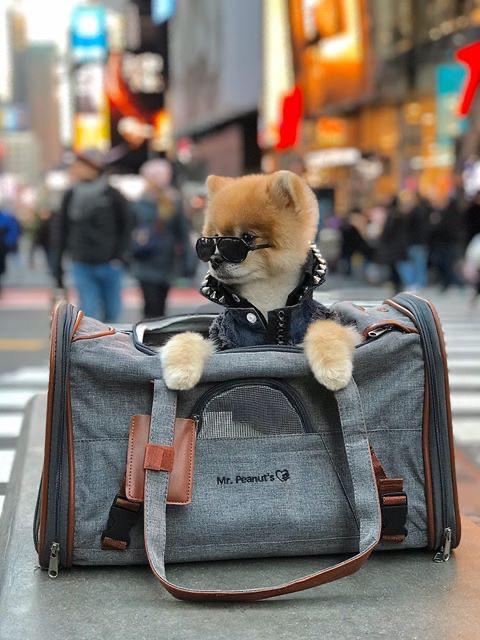 Mr. Peanut's Gold Series Standard Size Airline Compliant Pet Carrier - BIG FRENCHIES