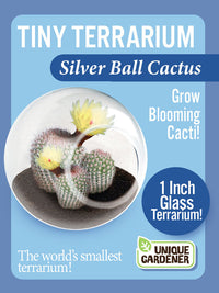 Tiny Terrarium Cactus